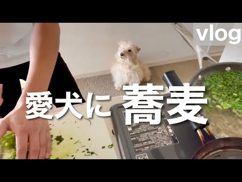 【超簡単レシピ】愛犬に手作り蕎麦!テリア 【超簡単レシピ】愛犬に手作り蕎麦!テリア