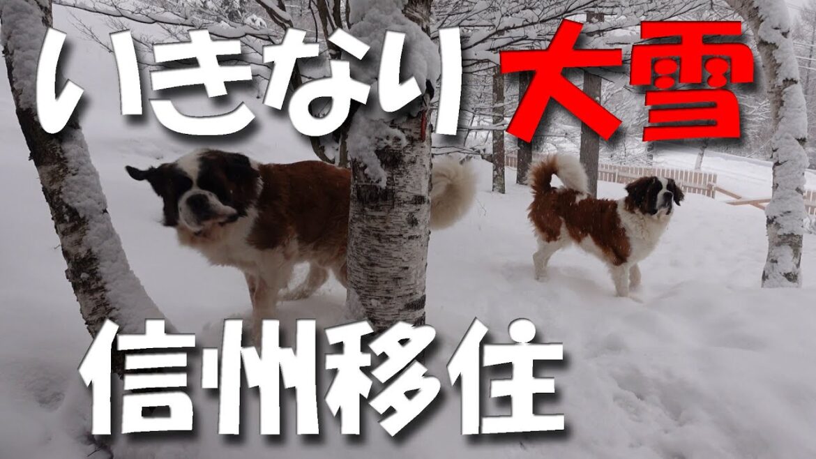 長野県に移住　その後！大雪でセントバーナードが大変なことに！？ペキニーズと保護猫もいるよSaint Bernard