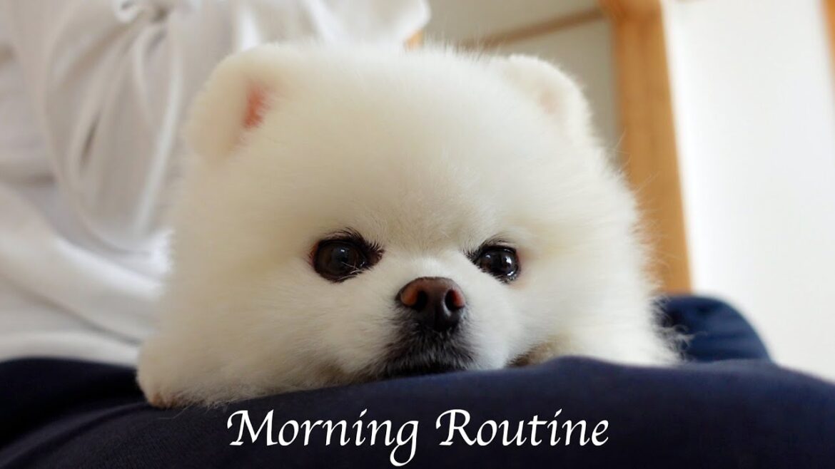 結婚できない男とポメラニアンのモーニングルーティン 結婚できない男とポメラニアンのモーニングルーティン