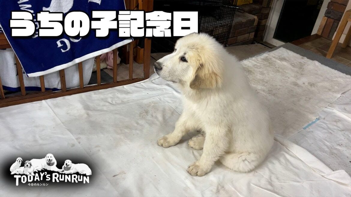 リリー最初のうちの子記念日!ケーキでお祝いをしたアランとベルとリリーです Great Pyrenees グレートピレニーズ リリー最初のうちの子記念日!ケーキでお祝いをしたアランとベルとリリーです Great Pyrenees グレートピレニーズ