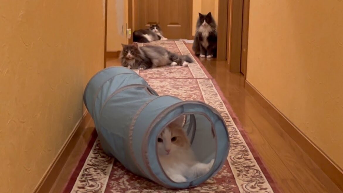 【大集合‼︎】もふ猫達が何故か廊下に全員集合した日wwwノルウェージャンフォレストキャットとターキッシュアンゴラ 【大集合‼︎】もふ猫達が何故か廊下に全員集合した日wwwノルウェージャンフォレストキャットとターキッシュアンゴラ