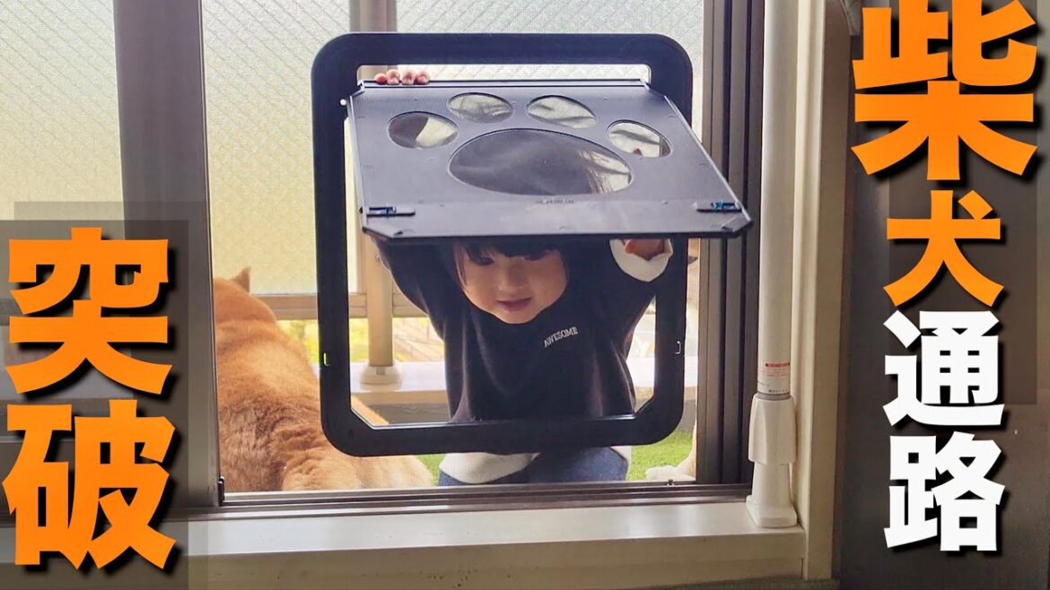 柴犬専用の網戸の出入り口で遊ぶ１歳児、旅行先でも柴犬達を困らせる