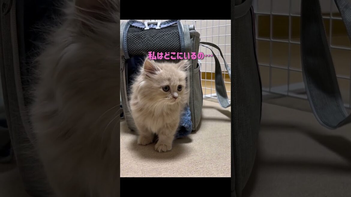 可愛すぎるお姫様をお迎えしました👸 #子猫  #catlover #ミヌエット #minuet #ミヌエット短足 #お迎え