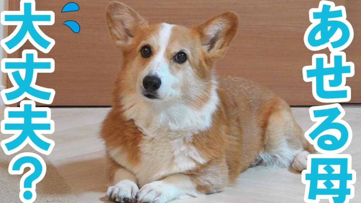 母のせいで愛犬が足を痛めてしまいました