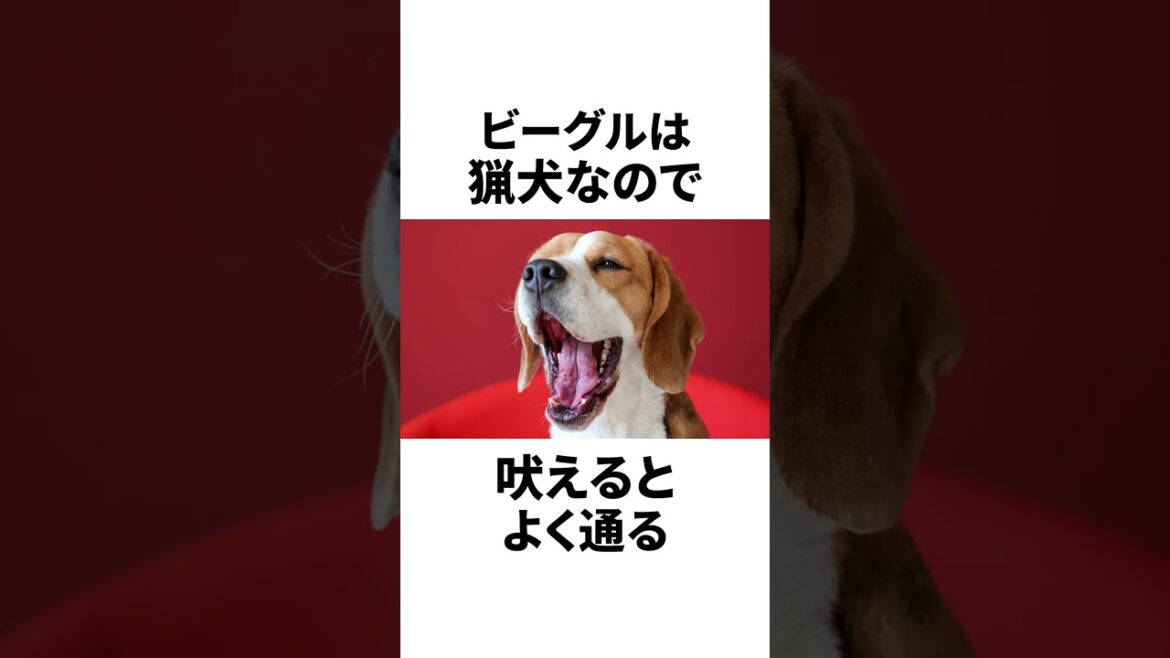 ビーグルの可愛すぎる欠点