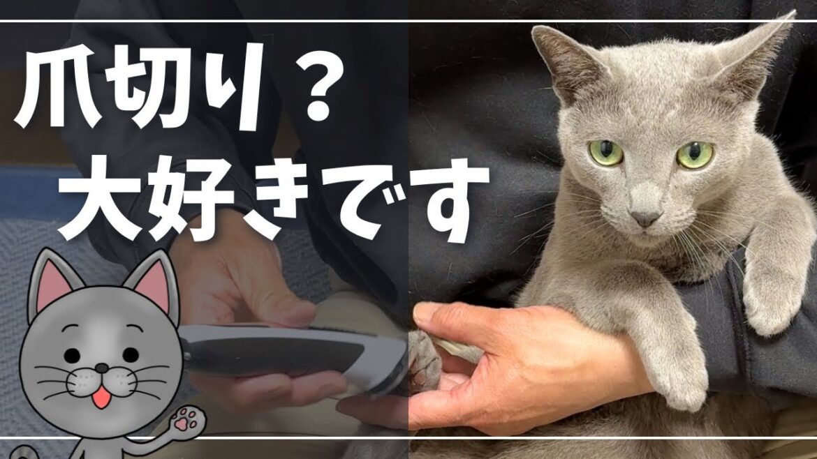 お手入れは大好きですが飽きた時にはコレ【ロシアンブルー】猫 お手入れは大好きですが飽きた時にはコレ【ロシアンブルー】猫