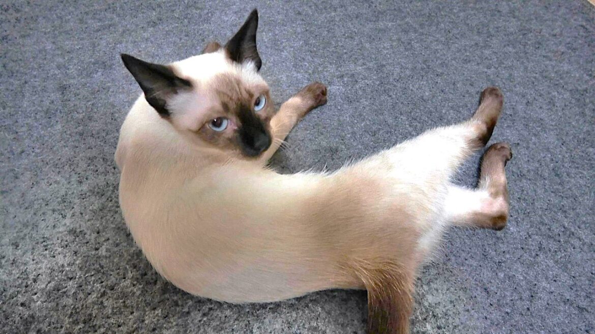 毛繕い中に鳴らすゴロゴロ音がだんだんと爆音になるシャム子猫👂