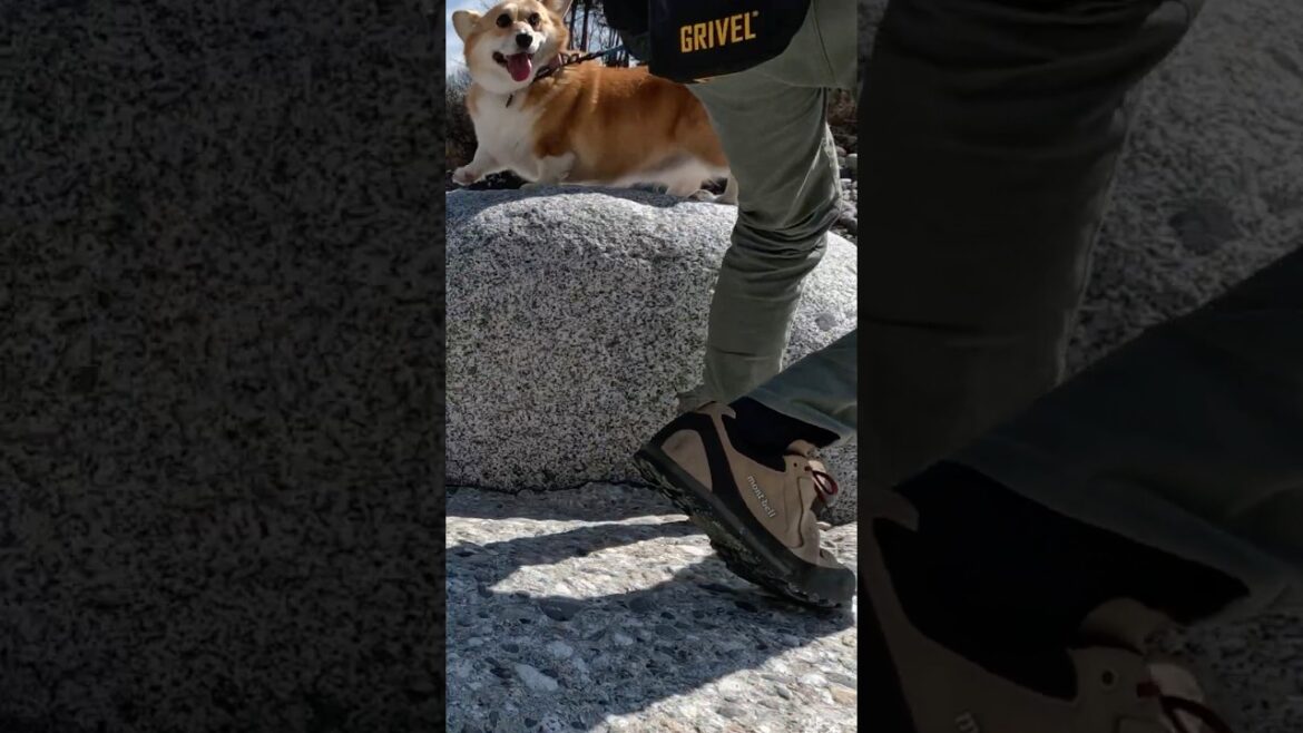 気がつくと岩に登っていたコーギー / The Corgi was suddenly on a rock #コーギー #corgi #サクラ