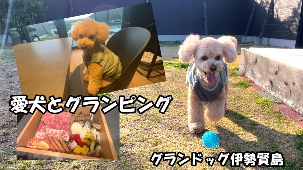 快適なドッグラン付きグランピング施設で最高に充実する大きいトイプードル【三重】【伊勢賢島】【デカプー】