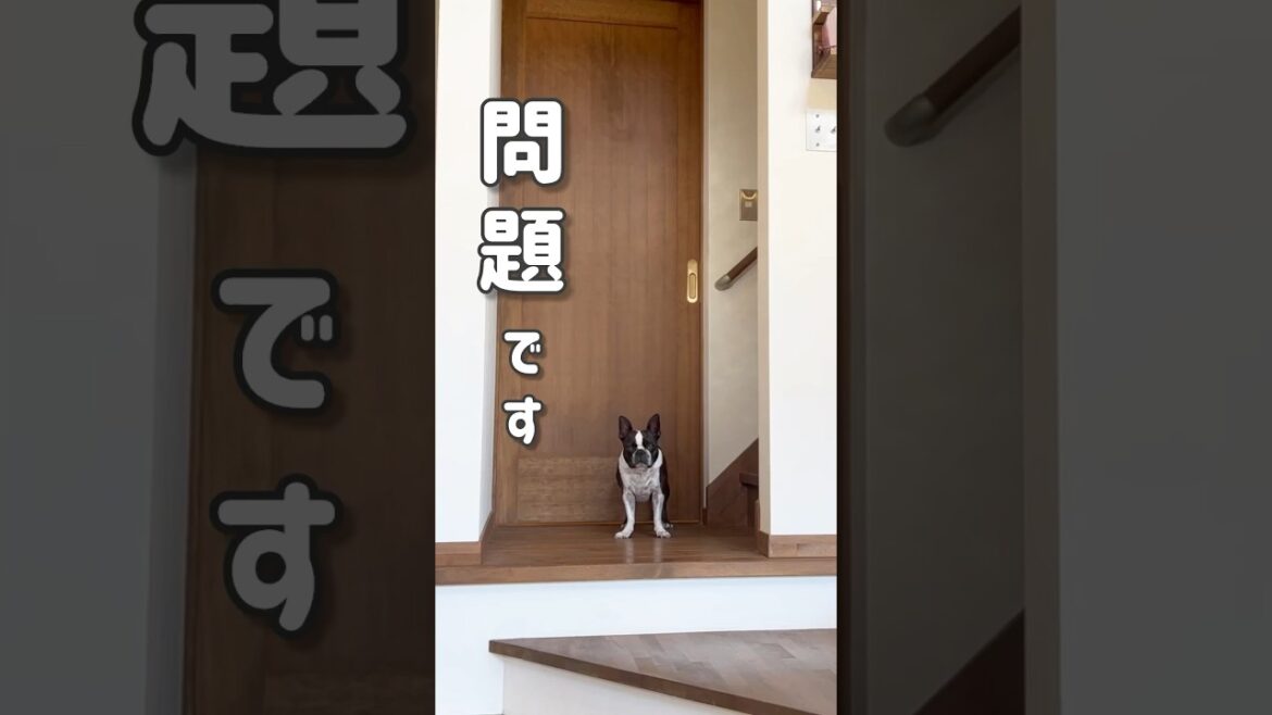 さて問題です。【ボストンテリア】