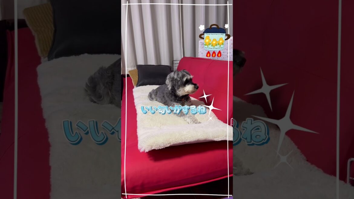 おやつが待ち遠しいの　　　　　　　　　　#シュナウザー #ミニチュアシュナウザー #schnauzer #dog #ミニシュナ #犬との暮らし  #田舎暮らし