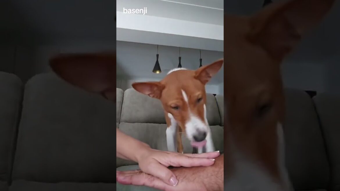 #basenji #basenjipuppy