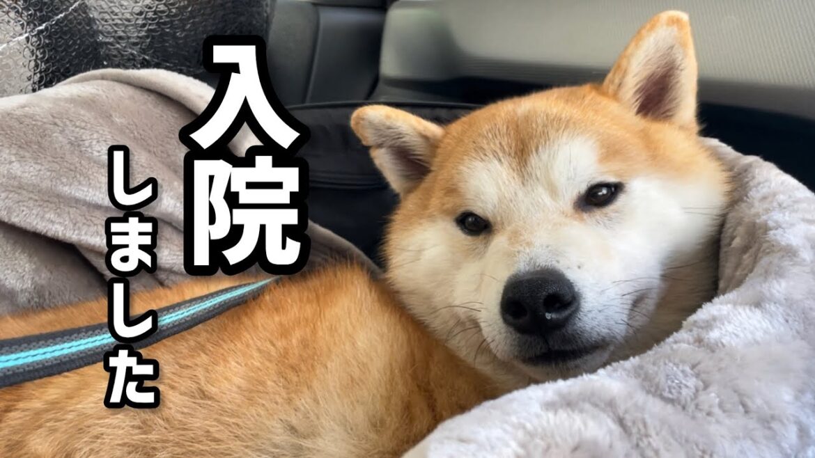 柴犬笑太郎は重度の胃腸炎で入院しました
