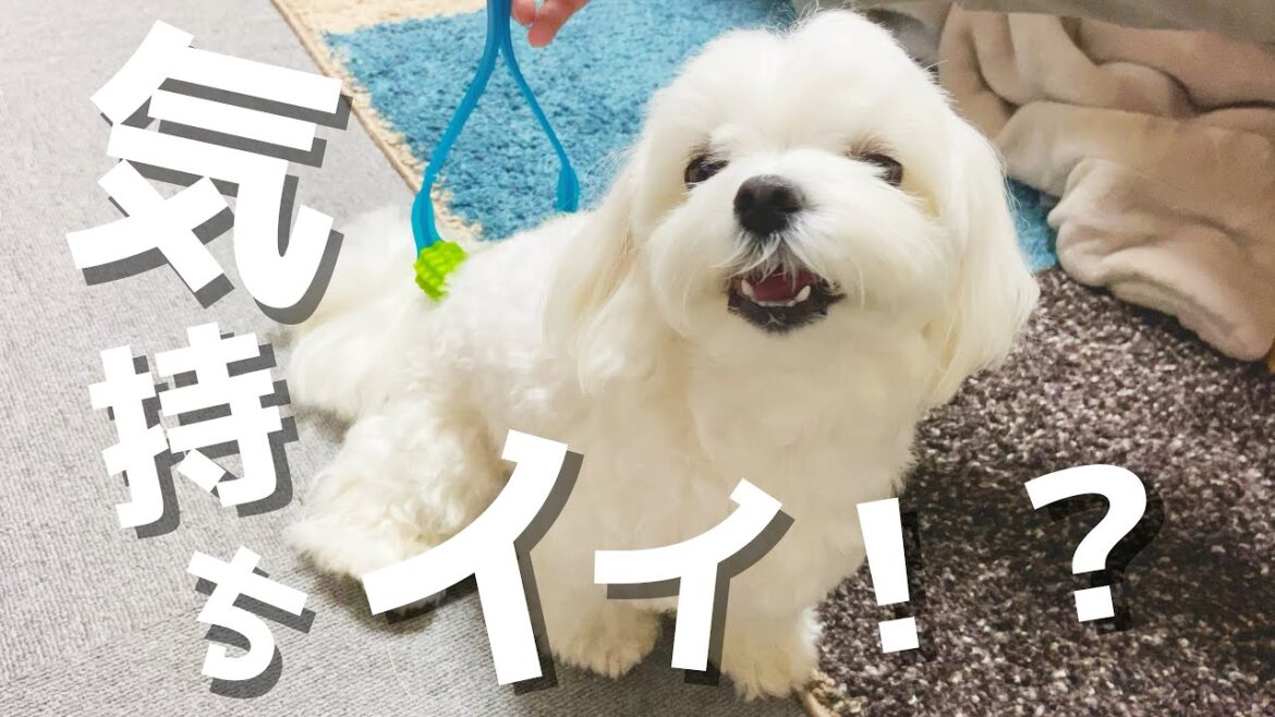 犬用マッサージ機を買ったので愛犬を癒そうと思ったら破壊神が降臨してしまいました【マッサージ】