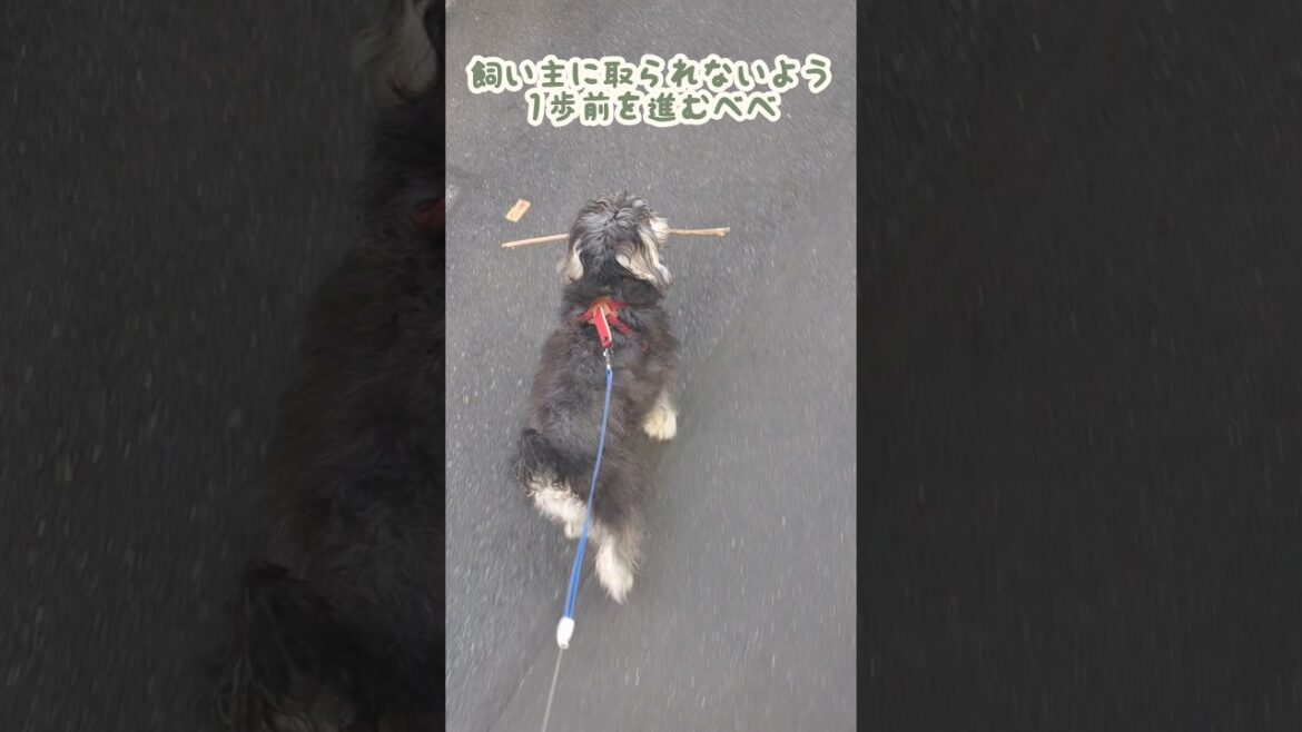はじめて枝を拾った日 #miniatureschnauzer #schnauzer #dog #シュナウザー #ミニチュアシュナウザー #犬のいる暮らし