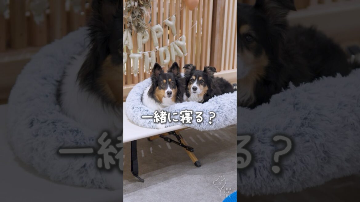 新しいベッドで仲良しボーダーとオゥシー🐶 #ボーダーコリー #オーストラリアンシェパード #huggysleep