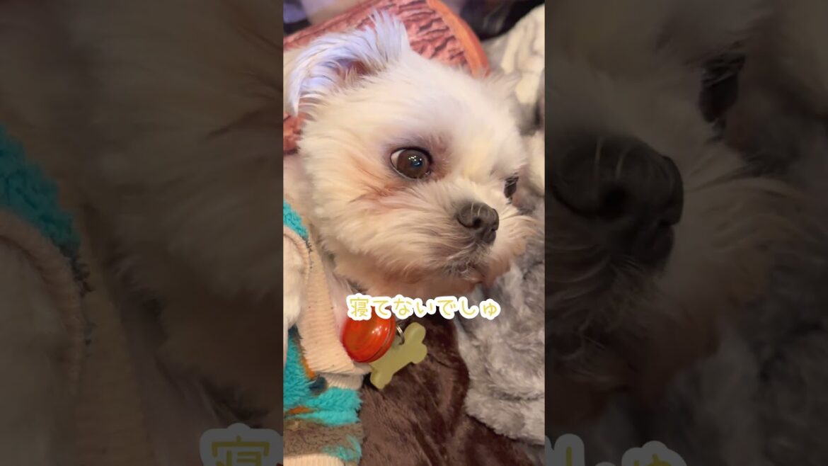 なんでバレるんだろう…🐶#シーズー #いぬ #イヌ#犬 #マルシーズー #わんこ #マルチーズ