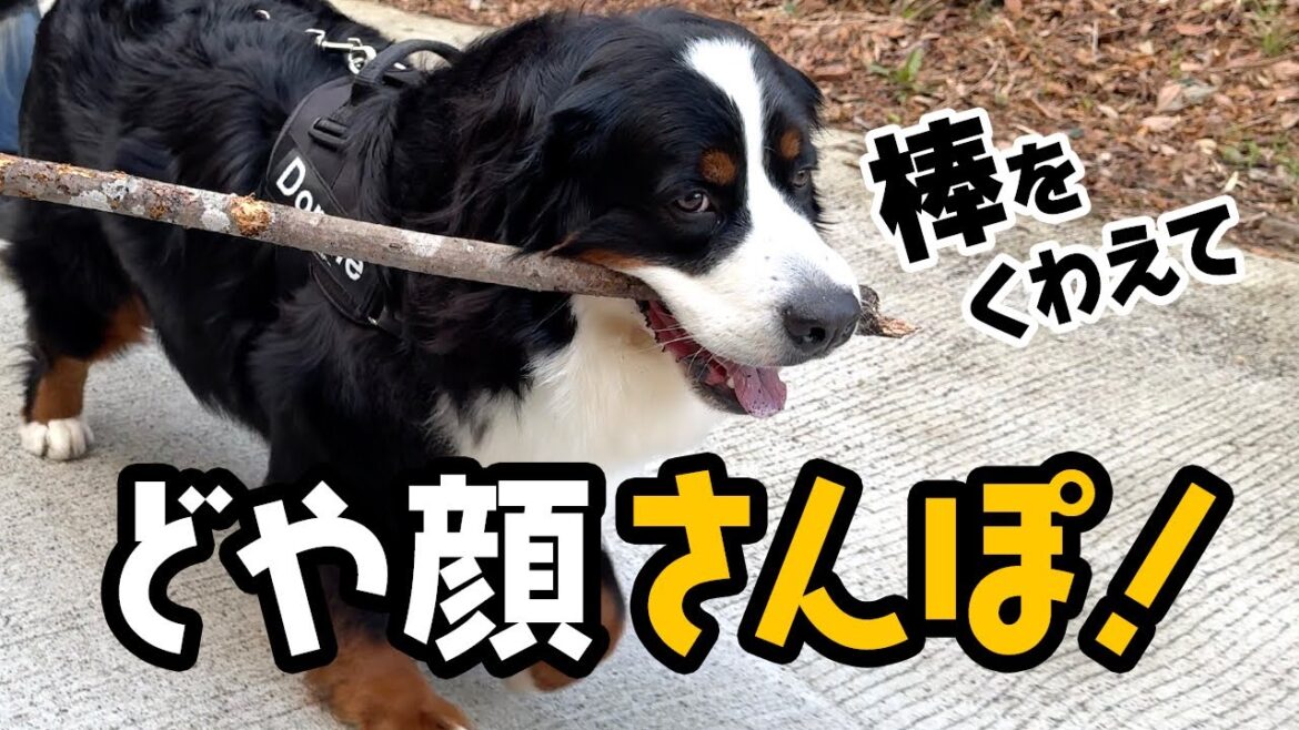 棒をくわえてどや顔散歩【1歳8ヶ月バーニーズ】