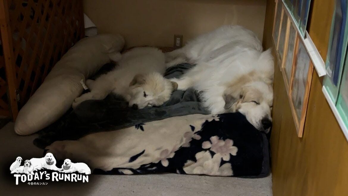 リリーの縄張り侵入をサラリと許してしまうとっても優しいアランです　Great Pyrenees　グレートピレニーズ