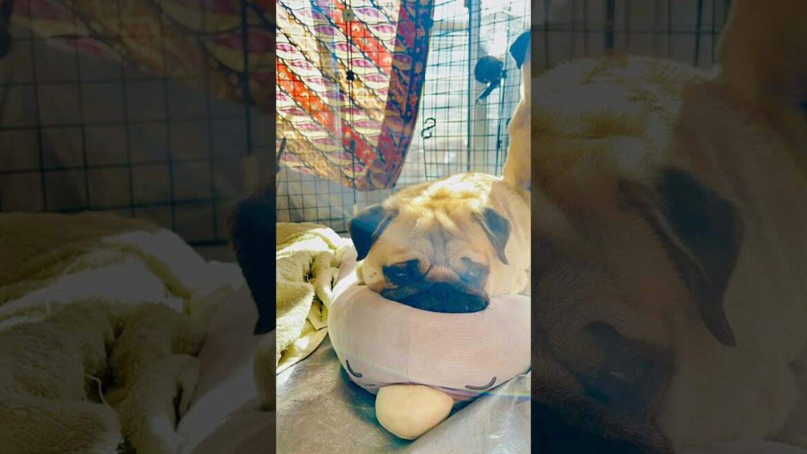 [PUG] つぶれた ペンギンとパグ (Crushed Penguin and Pug) ごんすけの 幼い頃からの友達🐧 (Gonsuke's childhood friend) #ごんたま