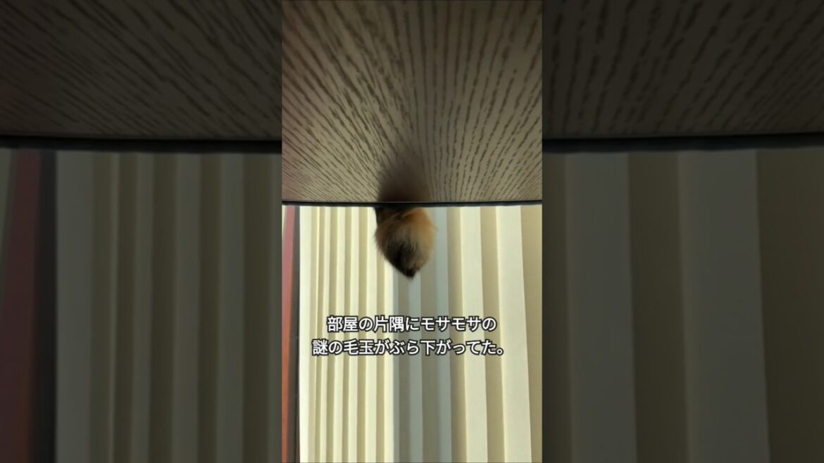 リビングでモサモサの毛玉が伸びているのを見つけました。#shorts