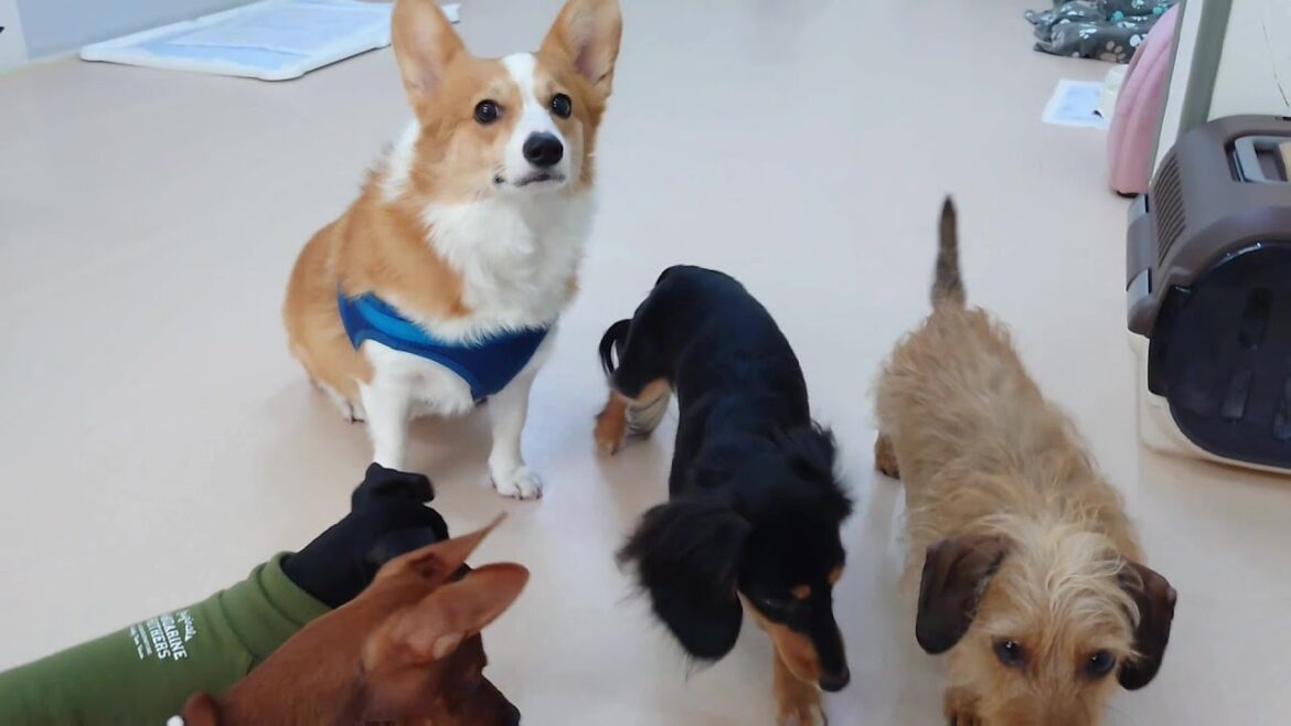 パピヨン×コーギーのミックス、パピコーが来たんだよ　🐶ひみつきちなう！①🐶  2025年3月22日