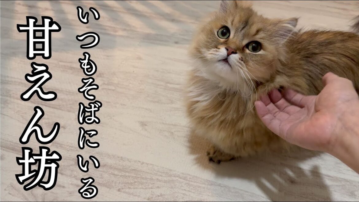 嫉妬し過ぎる甘えん坊猫！不機嫌でもそばを離れられない嬉しい理由は？