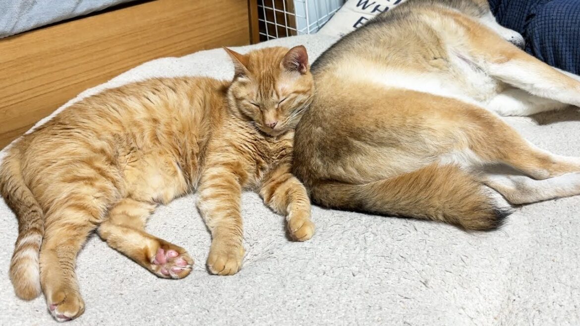 不器用柴犬にいっぱい甘えた猫は妹猫たちをいっぱい甘えさせてあげています