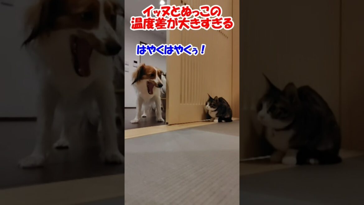 イッヌとぬっこの温度差が大きすぎる #コーイケルホンディエ #保護猫