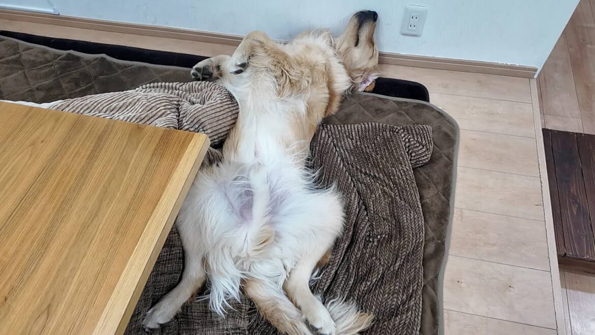 うみに会いに来て頂ける皆様にご協力のお願いとご注意があります。【Golden Retriever japan】 うみに会いに来て頂ける皆様にご協力のお願いとご注意があります。【Golden Retriever japan】