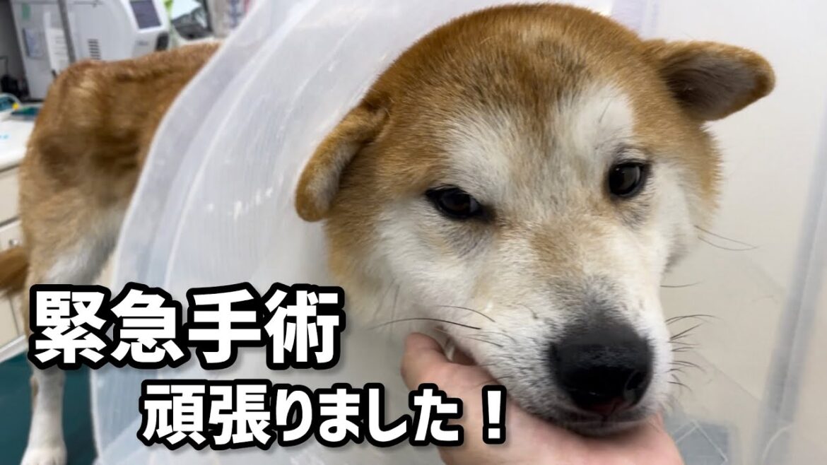 柴犬笑太郎は緊急手術になり無事に終わりました
