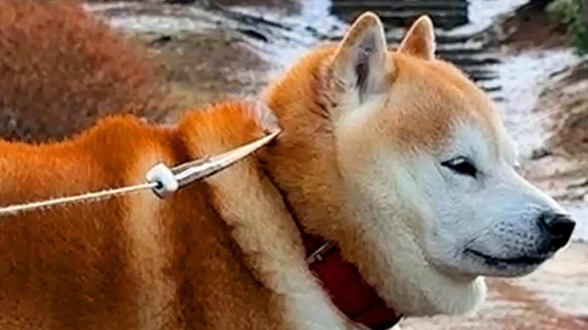 せっかくかっこよく振り返るも、後頭部にリードがめりこみ、大きなため息をつく柴犬