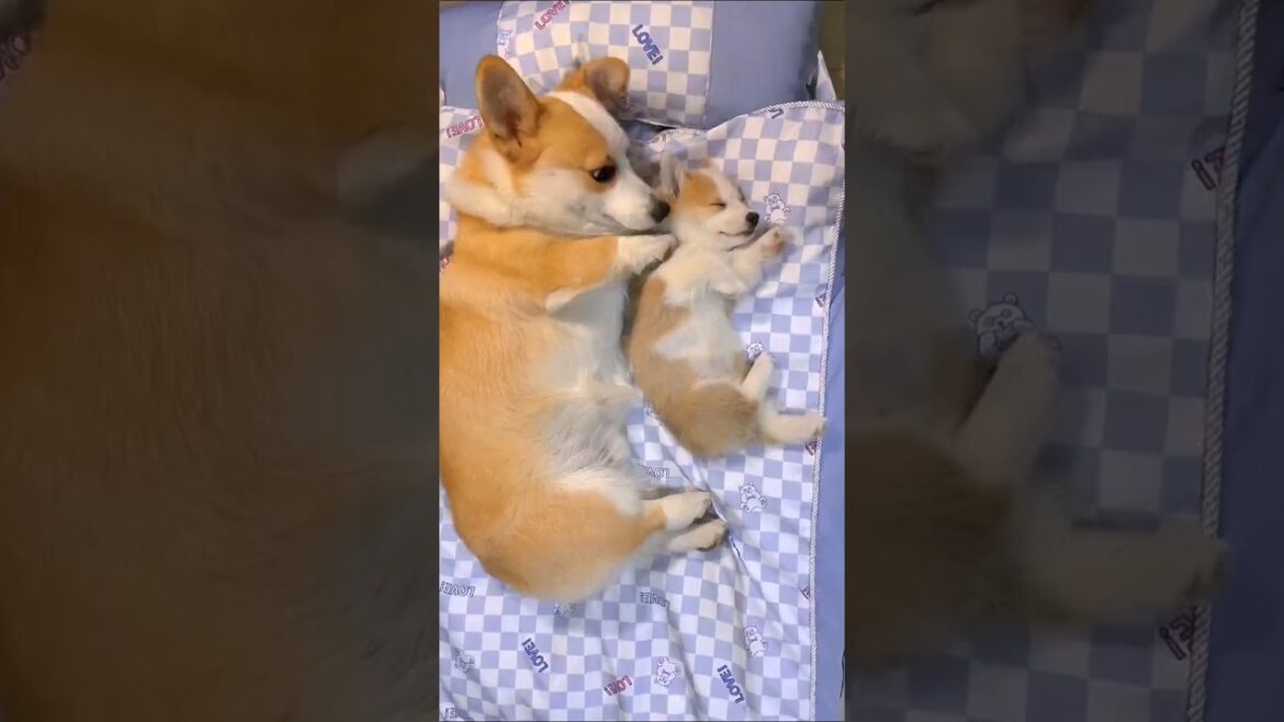 コーギーさん見て癒されたら寝ろｗｗｗ #動物 #イヌ #コーギー