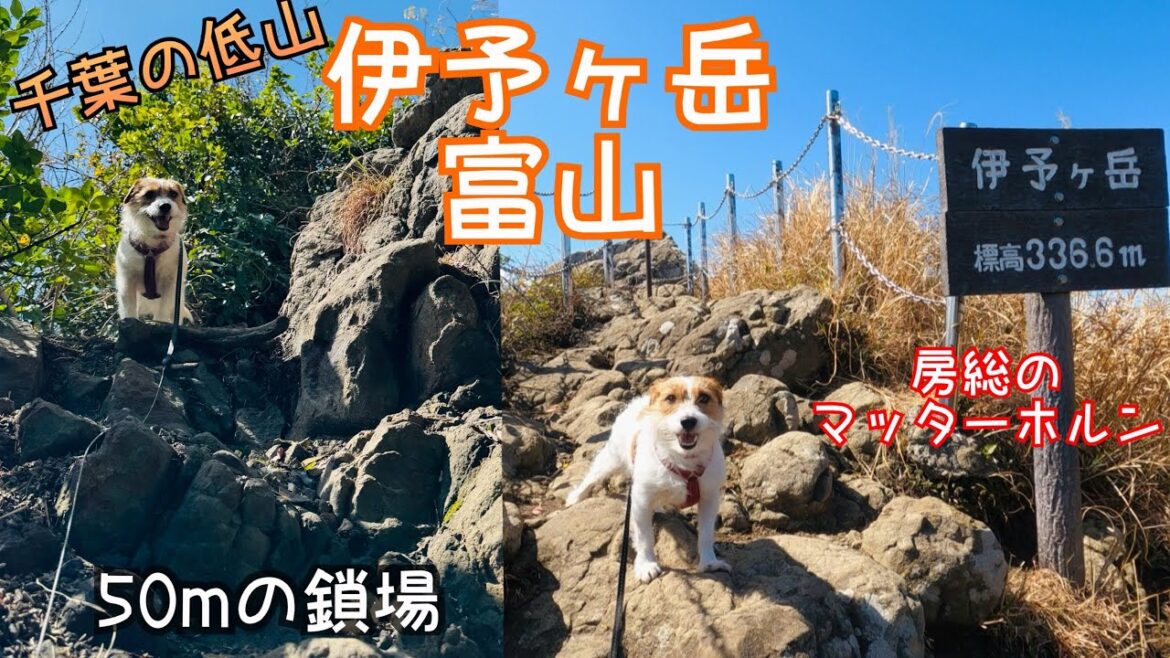 【犬連れ登山】伊予ヶ岳 富山 鎖場もがんばりました / hike with dogs in Japan Jack Russell Terrier / ジャックラッセルテリア 【犬連れ登山】伊予ヶ岳 富山 鎖場もがんばりました / hike with dogs in Japan Jack Russell Terrier / ジャックラッセルテリア