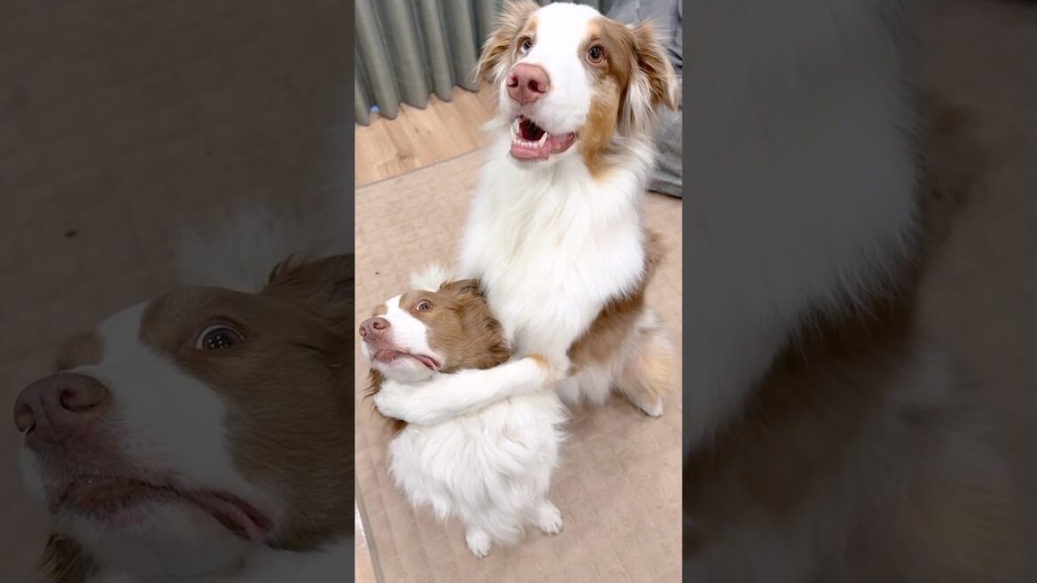 ハグしたら強く抱きしめすぎちゃった犬が可愛い😂【ボーダーコリー・オーストラリアンシェパード】
