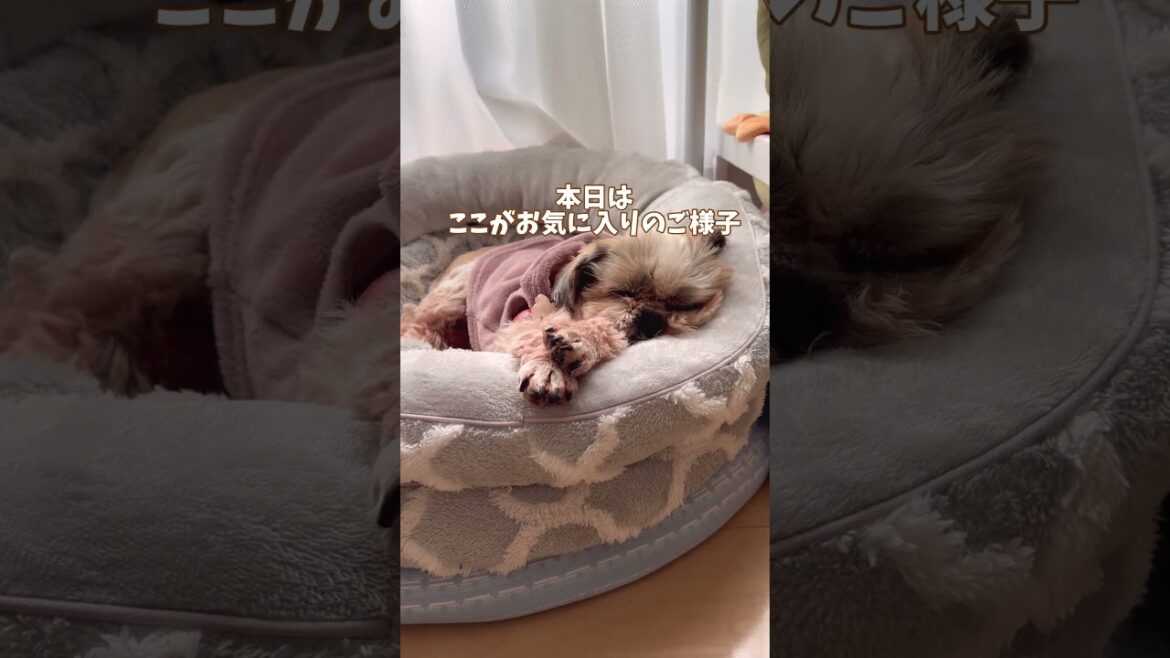 寝た子は起こすな🐶#シーズー #いぬ #犬 #イヌ #わんこ