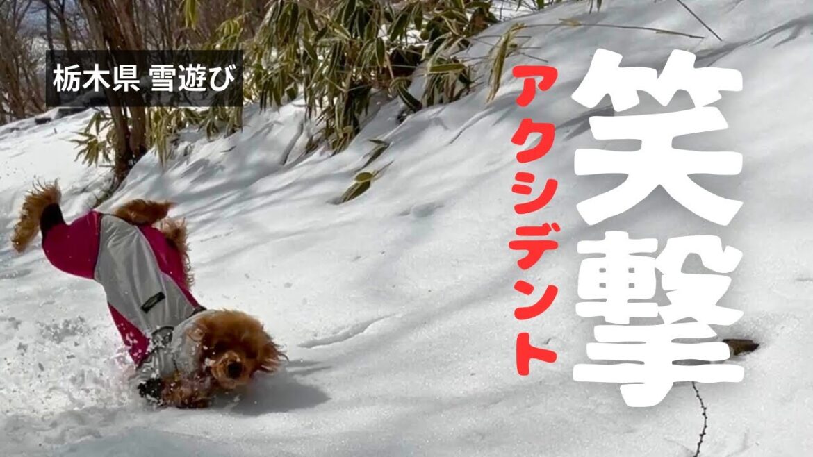 【スキー場・雪山編#8】笑撃アクシデント! イングリッシュコッカースパニエル「みみ」 の気持ち 【スキー場・雪山編#8】笑撃アクシデント! イングリッシュコッカースパニエル「みみ」 の気持ち