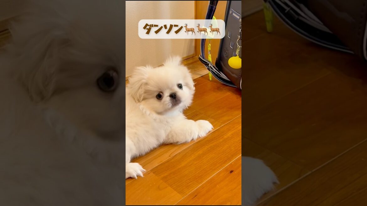 子犬の本気ダンソンはこちらです　#ペキニーズ #子犬お迎え #子犬 #shorts