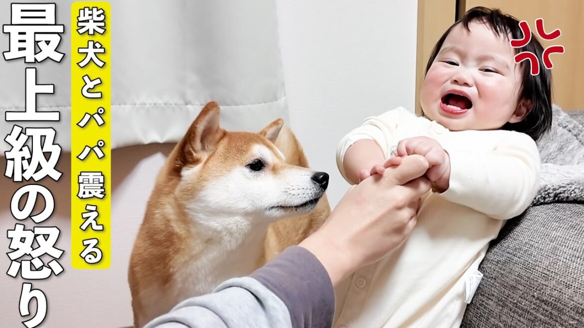過去最上級に声をあげてガチギレする1歳児の迫力にタジタジになる柴犬とパパ