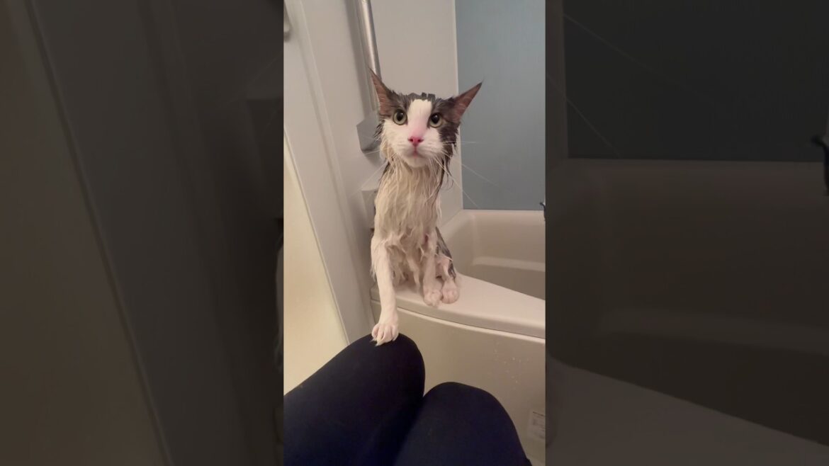 長毛種のお風呂は大変です【メインクーン】 #shorts  #cat