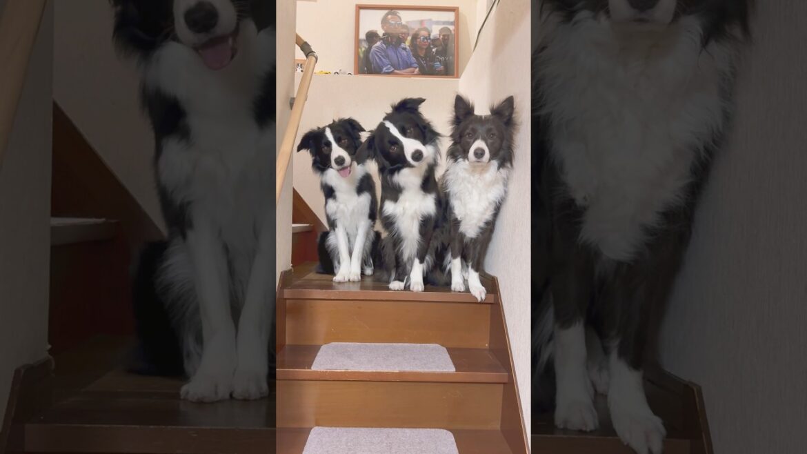 ボーダーコリー多頭飼いの親バカぶり　#ボーダーコリー