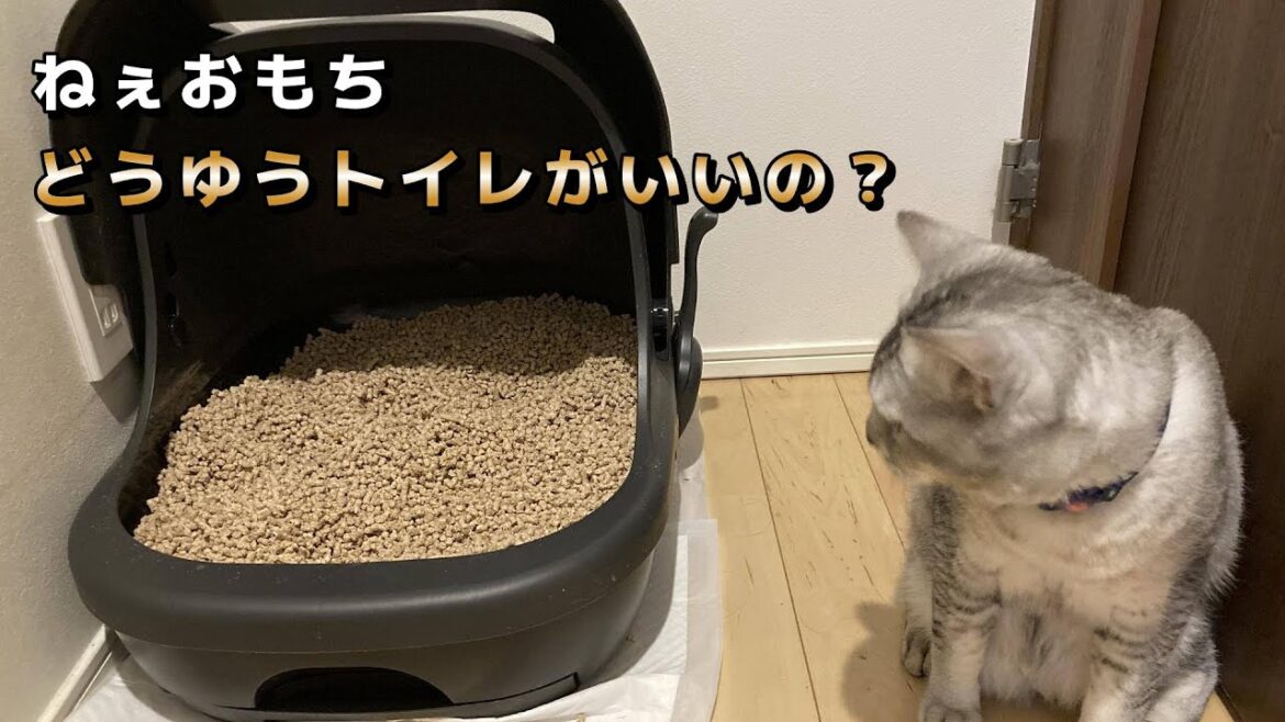 猫にとって本当におすすめのトイレって？子猫のトイトレも視野に入れて悩み中。。。