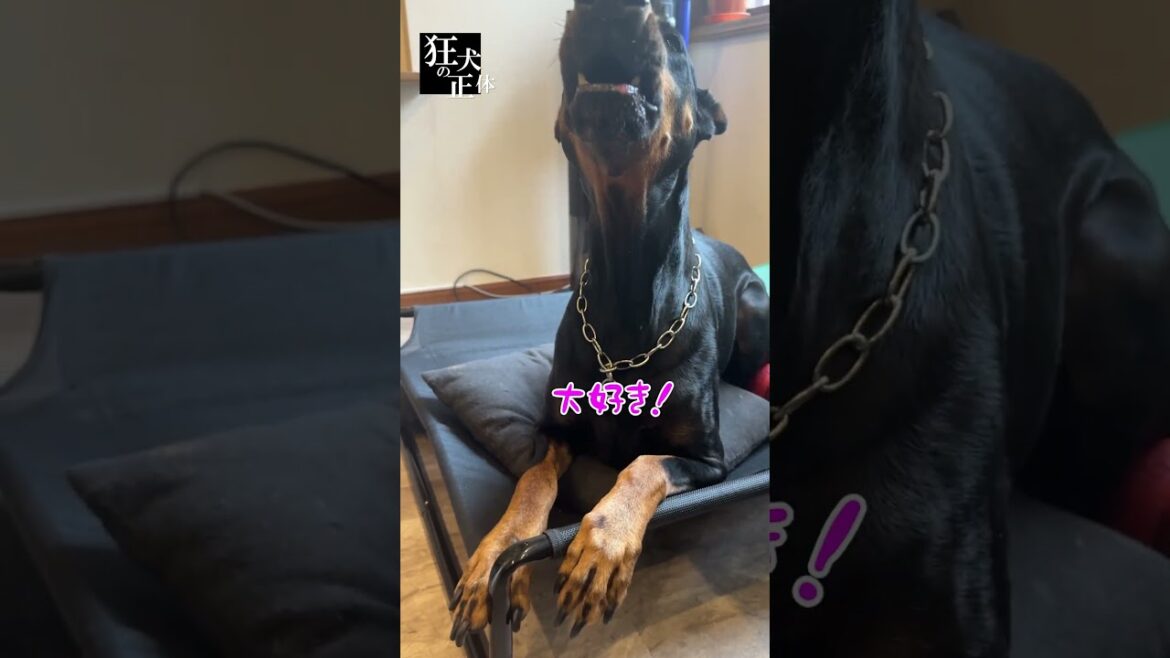 調子のいいドーベルマン #ドーベルマン #大型犬 #大型犬のいる生活