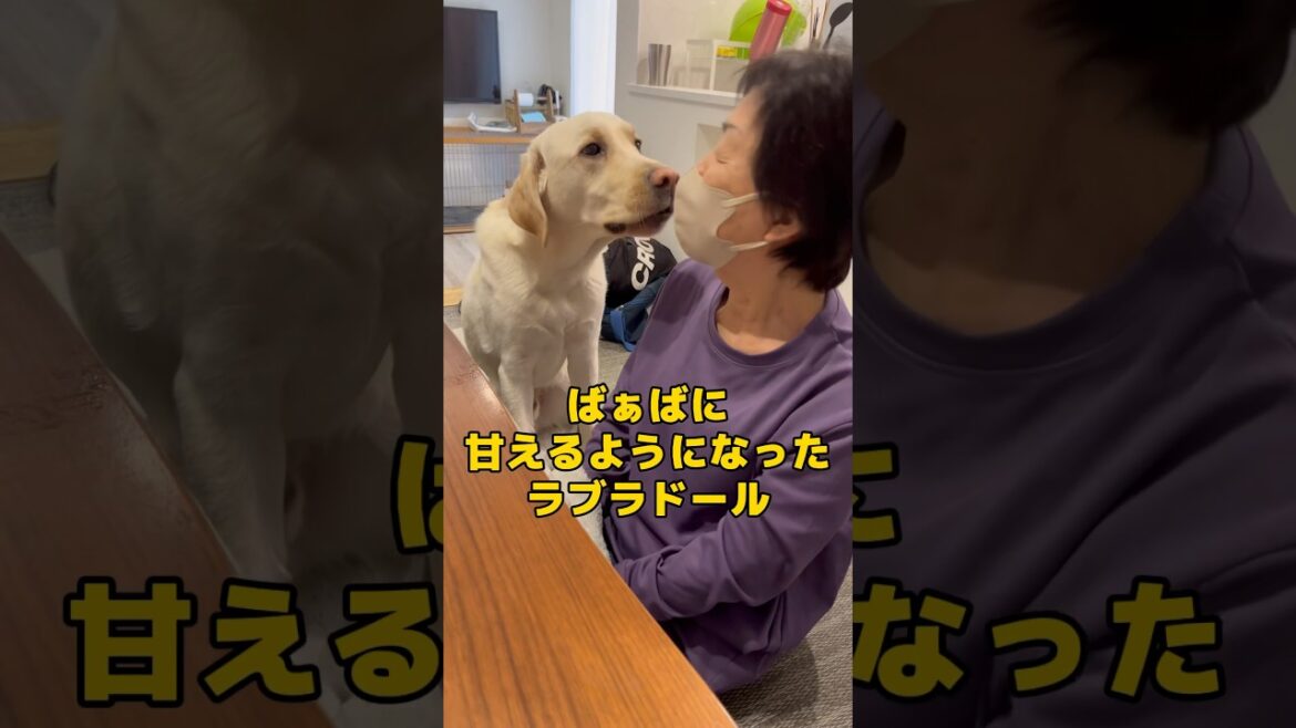 週1会えるばぁばにとうとう甘えれるようになったラブラドールが可愛すぎた #shorts #shortvideo #ラブラドールレトリバー