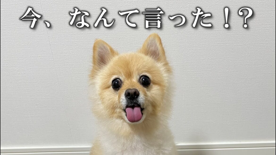 ある言葉に敏感に反応するようになったポメラニアン…笑