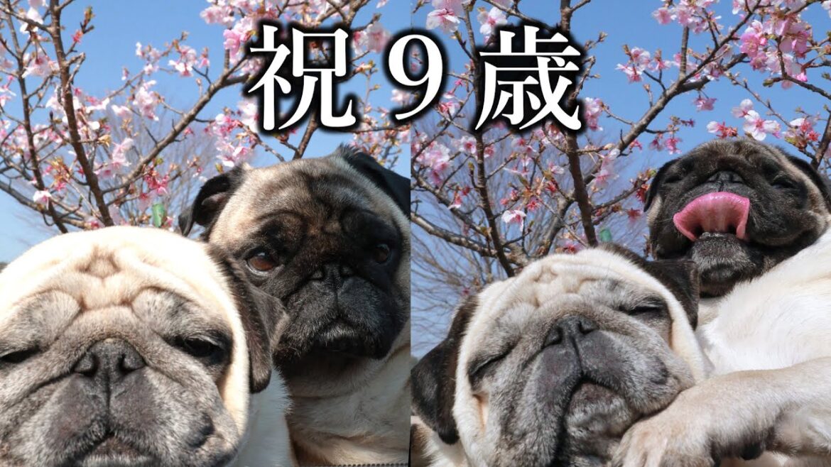 🔴母犬まきちゃんが９歳になりました！おめでとう生配信