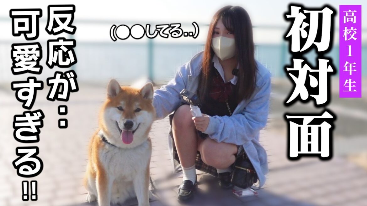 初対面のJKに興奮しまくる柴犬こまちゃんの反応が可愛過ぎました..「制服にヨダレ垂らさないで。」