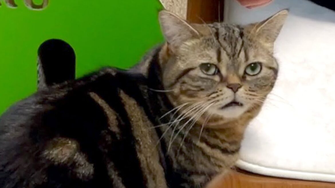 謎の表情で何かを訴えかけてくる猫