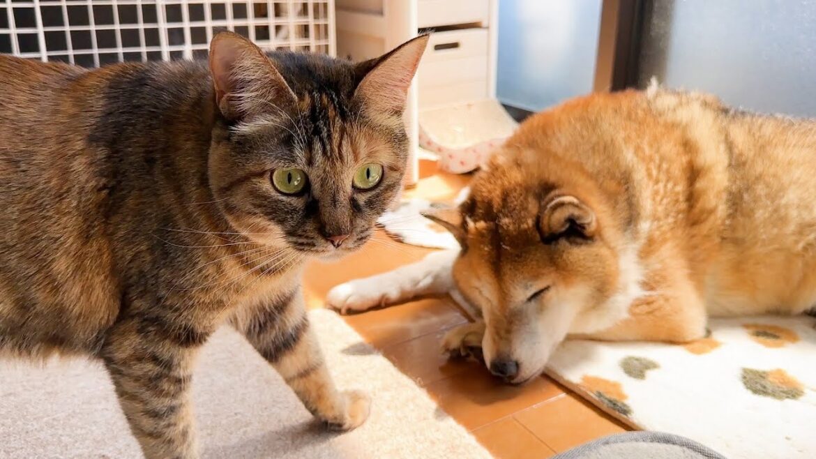 柴犬が眠りにつくと猫たちの大チャンスなお時間です(笑)