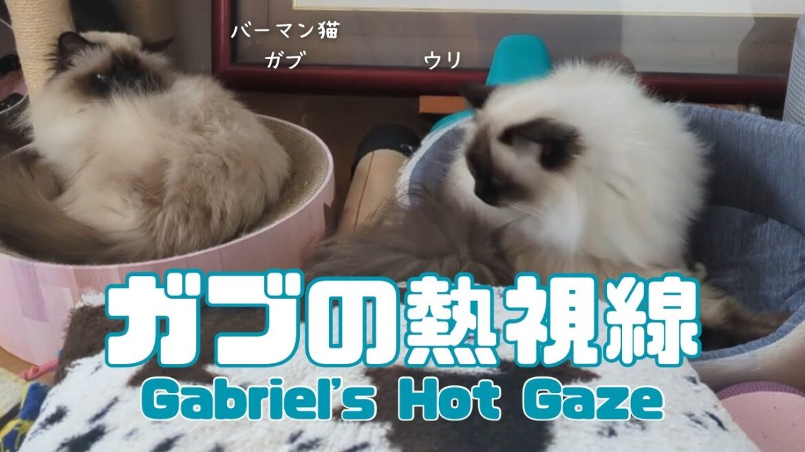 バーマン猫ガブとウリ【ガブの熱視線】Gabriel’s Hot Gaze(バーマン猫)Birman/Cat バーマン猫ガブとウリ【ガブの熱視線】Gabriel's Hot Gaze(バーマン猫)Birman/Cat